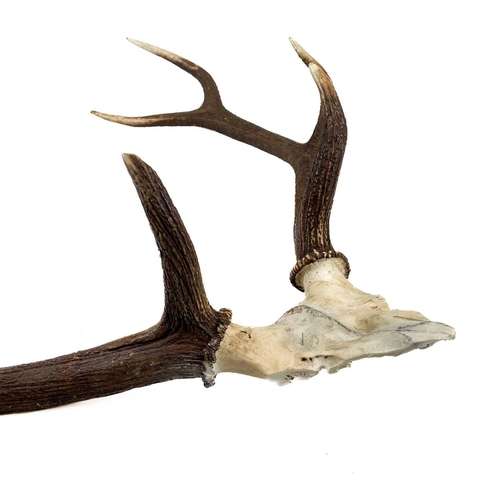 55 - A pair of nine point antlers with skull cap mounted on shield. Height 78cm width 66cm, together with... 