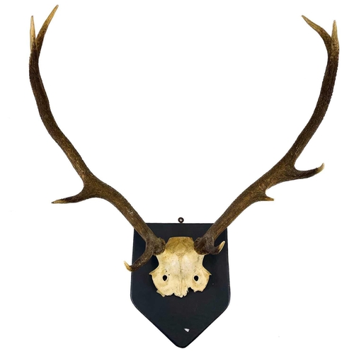 55 - A pair of nine point antlers with skull cap mounted on shield. Height 78cm width 66cm, together with... 