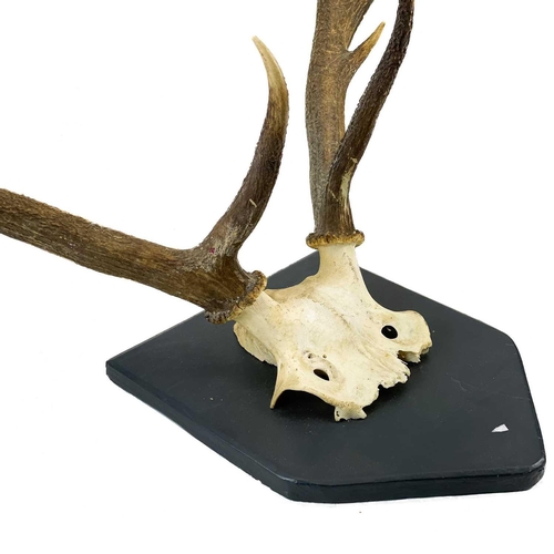 55 - A pair of nine point antlers with skull cap mounted on shield. Height 78cm width 66cm, together with... 