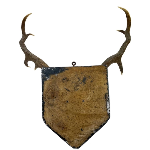 55 - A pair of nine point antlers with skull cap mounted on shield. Height 78cm width 66cm, together with... 