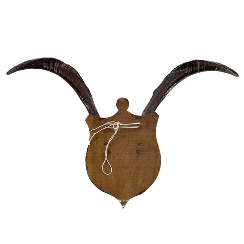 8 - A pair of feral Scottish goat horns. Mounted on an oak shield, height 46cm width 70cm.