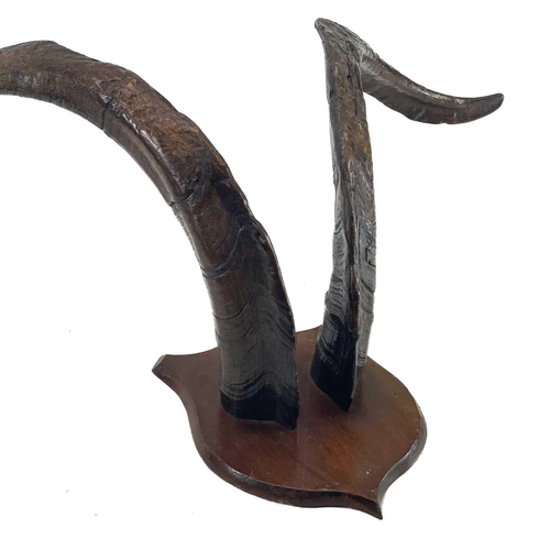 8 - A pair of feral Scottish goat horns. Mounted on an oak shield, height 46cm width 70cm.