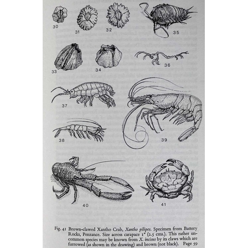 183 - Cornish wildlife. Four works. Stella M. Turk, Seashore Life in Cornwall and the Isles of Scilly, D. ... 