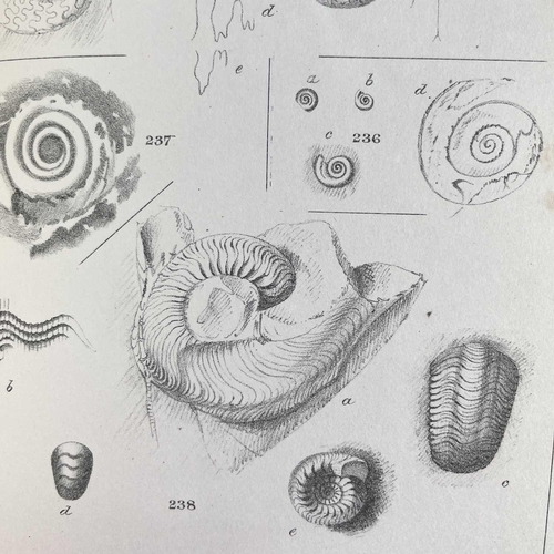 457 - John Phillips. 'Figures and Descriptions of the Palaeozoic Fossils of Cornwall, Devon and West Somer... 