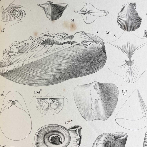 457 - John Phillips. 'Figures and Descriptions of the Palaeozoic Fossils of Cornwall, Devon and West Somer... 