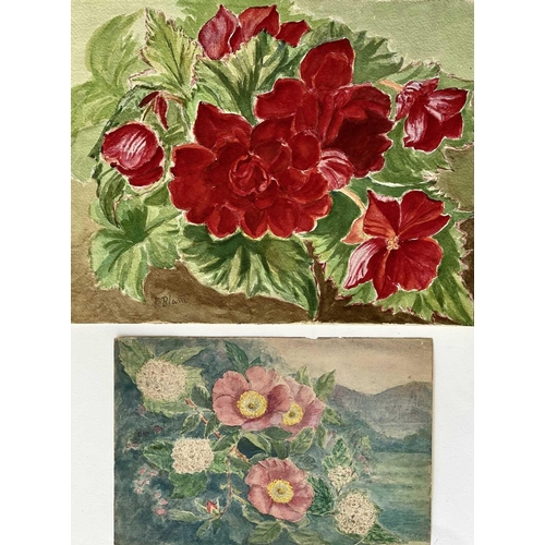 493 - Lilian BLAND (1878-1971) Flower studies Four loose works and a sketchbook. Watercolour, two signed, ... 