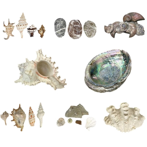 155 - A collection of shells and fossils. Including an iridescent pyritized ammonite cluster 13.5cm x 8cm ... 