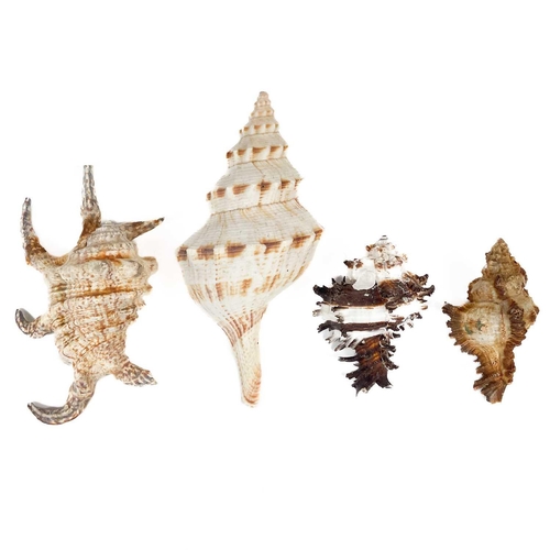 155 - A collection of shells and fossils. Including an iridescent pyritized ammonite cluster 13.5cm x 8cm ... 