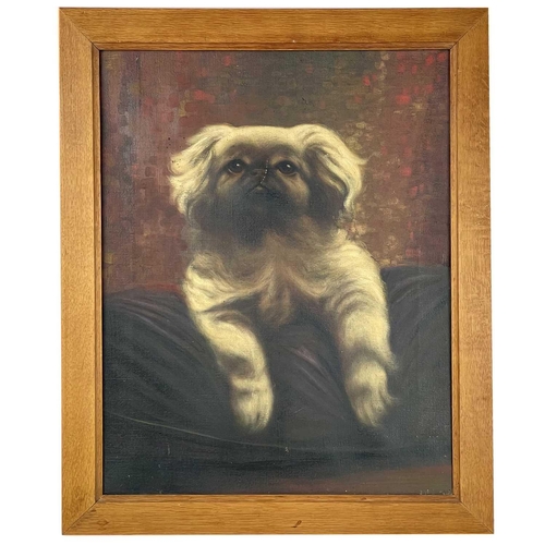 232 - Pekinese portrait. Oil on canvas, 50cm x 39cm.