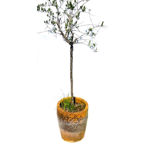 341 - A garden planter containing a small tree. Height of planter 45cm, overall height 190cm. Chip to the ... 