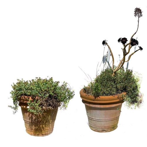 345 - A pair of garden planters containing white Dilosperma. Height of planter 49cm, one containing white ... 