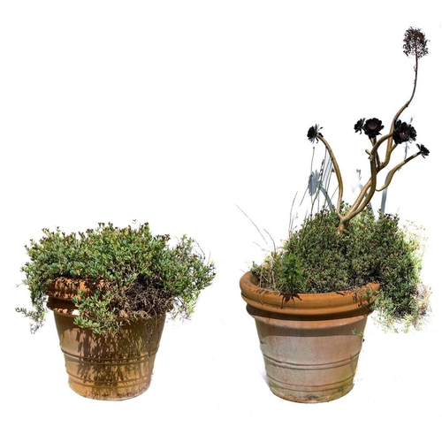 345 - A pair of garden planters containing white Dilosperma. Height of planter 49cm, one containing white ... 