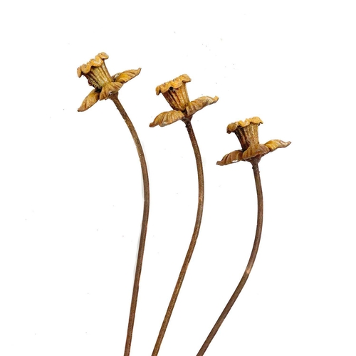 354 - Three wrought iron daffodil garden ornaments. Height 156cm