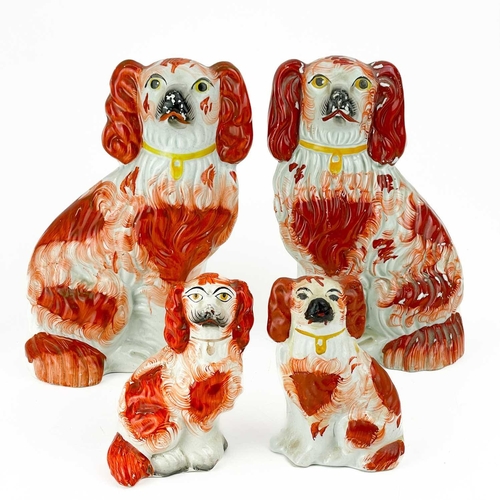 484 - A pair of Staffordshire figures of Spaniels. With liver and white markings, height 24cm, together wi... 