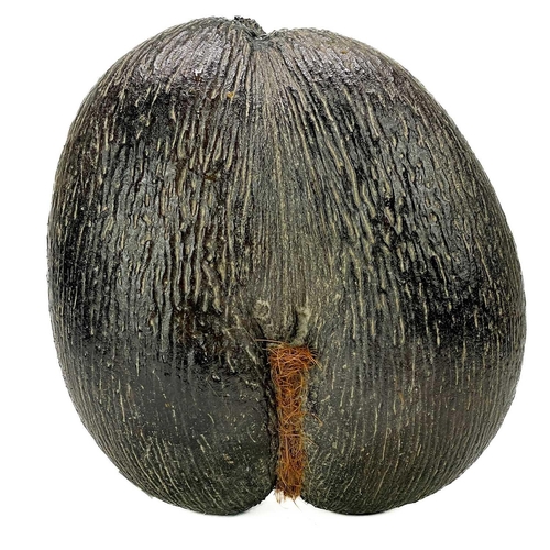 94 - A Coco de mer Lodaceia. Unpolished, width 30cm.