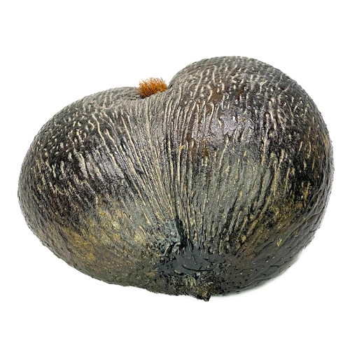 94 - A Coco de mer Lodaceia. Unpolished, width 30cm.