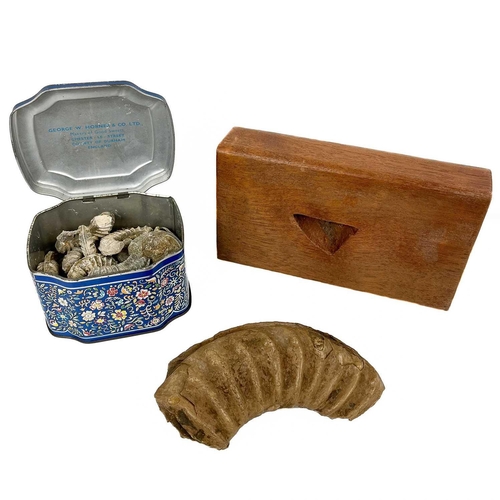 13 - An ammonite fossil section mounted on an oak plinth. Length 16cm, together with other smaller fossil... 