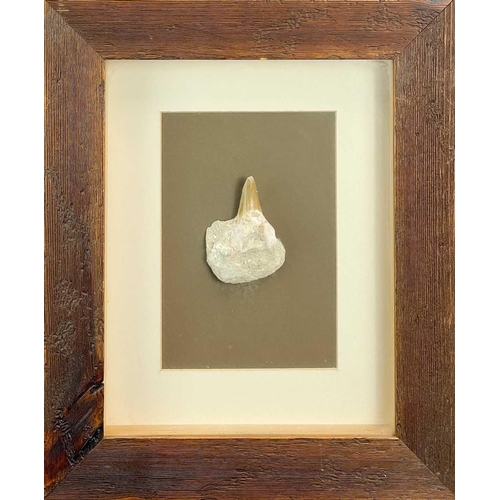 202 - A collection of three framed fossils. Including a Knightia from the Eocene period, frame size 61.5cm... 