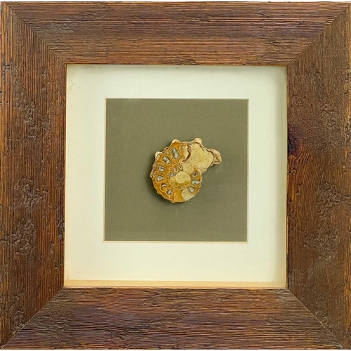 202 - A collection of three framed fossils. Including a Knightia from the Eocene period, frame size 61.5cm... 