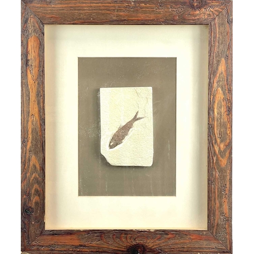 202 - A collection of three framed fossils. Including a Knightia from the Eocene period, frame size 61.5cm... 