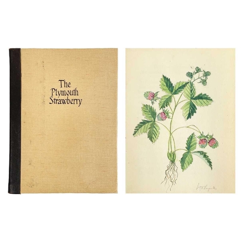 70 - The Plymouth Strawberry A Hand-written essay by Wilfred O. Reynolds of The Peacock Press Handrawn ti... 