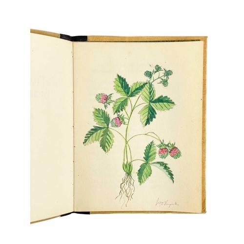 70 - The Plymouth Strawberry A Hand-written essay by Wilfred O. Reynolds of The Peacock Press Handrawn ti... 