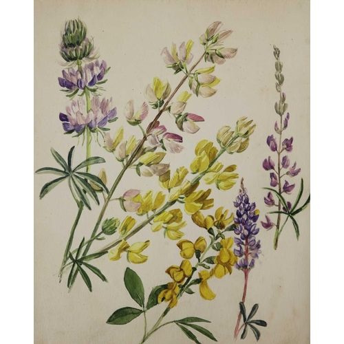 246 - Tony WEARE (1912-1994) Four portfolios of botanical watercolour studies One hundred and twenty loose... 