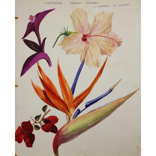 246 - Tony WEARE (1912-1994) Four portfolios of botanical watercolour studies One hundred and twenty loose... 