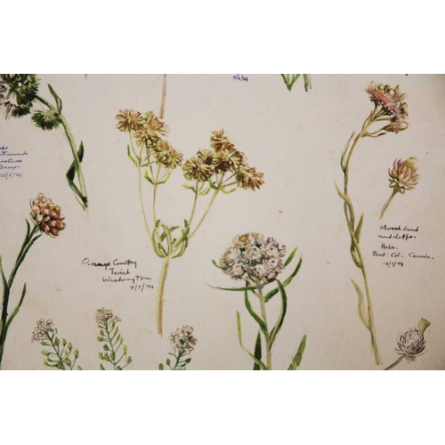 246 - Tony WEARE (1912-1994) Four portfolios of botanical watercolour studies One hundred and twenty loose... 