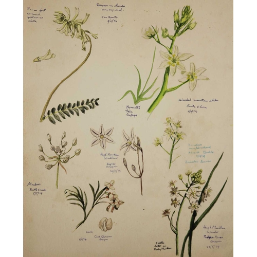 246 - Tony WEARE (1912-1994) Four portfolios of botanical watercolour studies One hundred and twenty loose... 