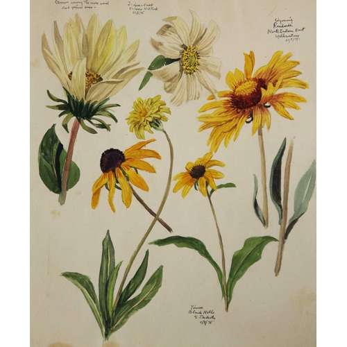 246 - Tony WEARE (1912-1994) Four portfolios of botanical watercolour studies One hundred and twenty loose... 