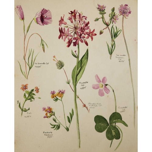 246 - Tony WEARE (1912-1994) Four portfolios of botanical watercolour studies One hundred and twenty loose... 