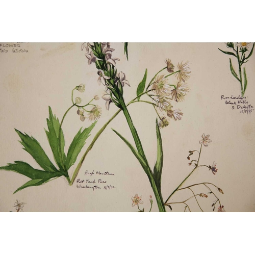 246 - Tony WEARE (1912-1994) Four portfolios of botanical watercolour studies One hundred and twenty loose... 