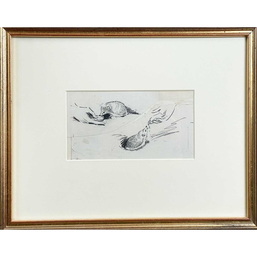 498 - Eileen SOPER, RMS SWLA (1905-1990) Young Hedgehogs Feeding Pencil 9.5cm x 19cm Provenance: From the ... 