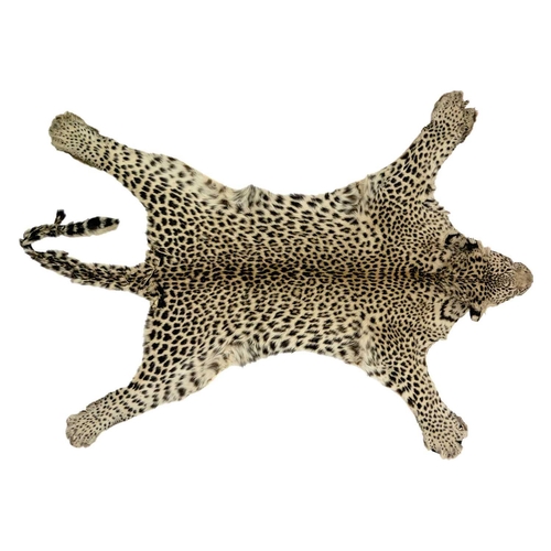 124 - An early 20th century Leopard skin rug. With head mount and mouth agape backed onto felt, length 196... 
