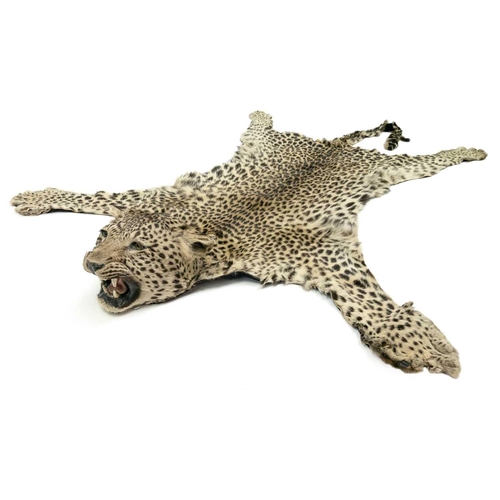 124 - An early 20th century Leopard skin rug. With head mount and mouth agape backed onto felt, length 196... 