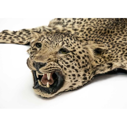 124 - An early 20th century Leopard skin rug. With head mount and mouth agape backed onto felt, length 196... 