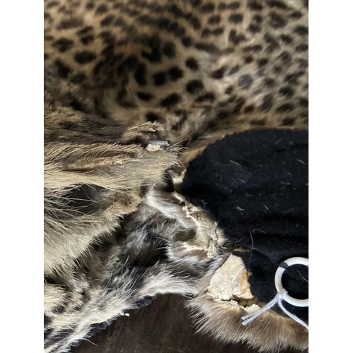 124 - An early 20th century Leopard skin rug. With head mount and mouth agape backed onto felt, length 196... 