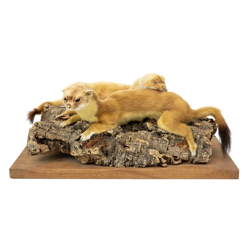 136 - A pair of taxidermy stoats. Positioned on a natural bark base, 16cm tall including the base, purport... 