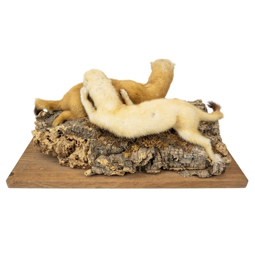 136 - A pair of taxidermy stoats. Positioned on a natural bark base, 16cm tall including the base, purport... 