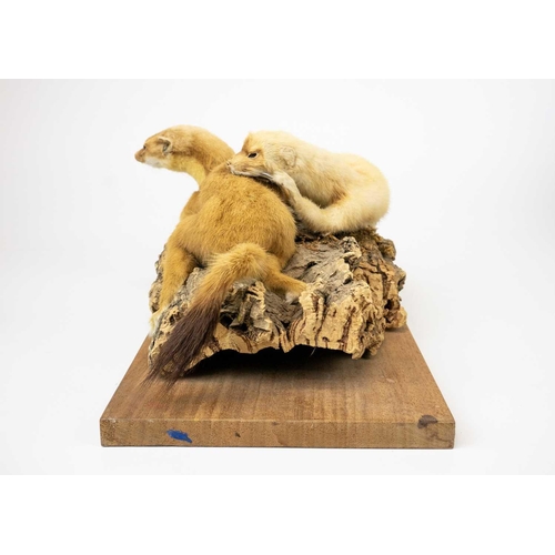 136 - A pair of taxidermy stoats. Positioned on a natural bark base, 16cm tall including the base, purport... 