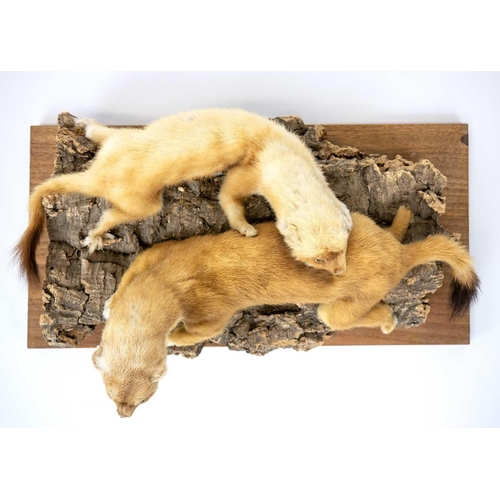 136 - A pair of taxidermy stoats. Positioned on a natural bark base, 16cm tall including the base, purport... 