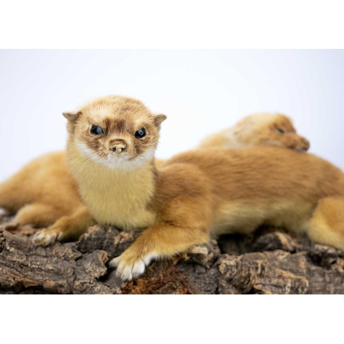 136 - A pair of taxidermy stoats. Positioned on a natural bark base, 16cm tall including the base, purport... 
