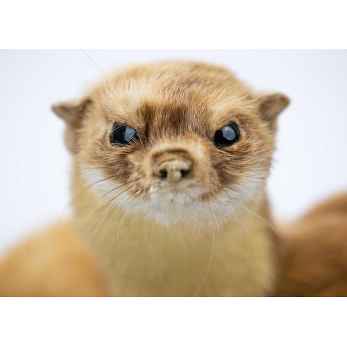 136 - A pair of taxidermy stoats. Positioned on a natural bark base, 16cm tall including the base, purport... 