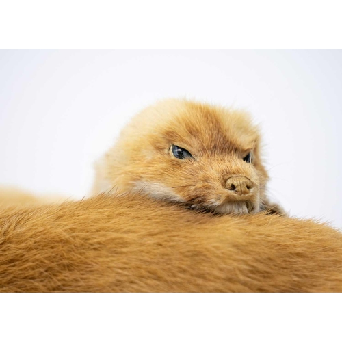 136 - A pair of taxidermy stoats. Positioned on a natural bark base, 16cm tall including the base, purport... 