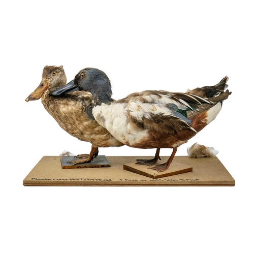 142 - A pair of taxidermy shovelers, male and female. Positioned on wooden plinths, 21cm tall including th... 