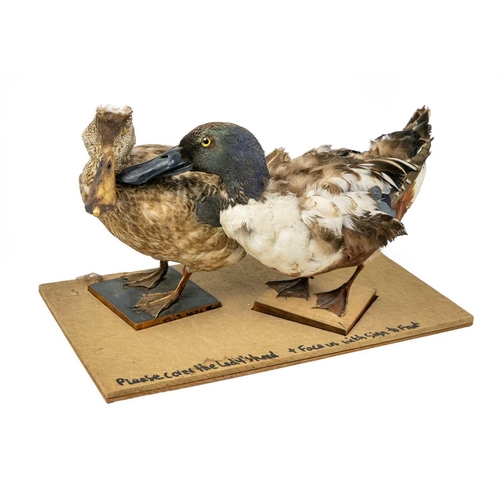 142 - A pair of taxidermy shovelers, male and female. Positioned on wooden plinths, 21cm tall including th... 