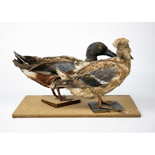 142 - A pair of taxidermy shovelers, male and female. Positioned on wooden plinths, 21cm tall including th... 