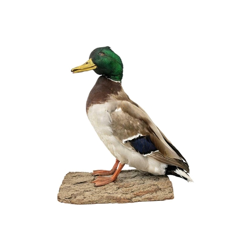 151 - A taxidermy mallard Positioned on a natural wooden bark base, 36cm tall with stow case Purportedly b... 