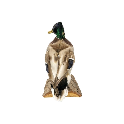 151 - A taxidermy mallard Positioned on a natural wooden bark base, 36cm tall with stow case Purportedly b... 